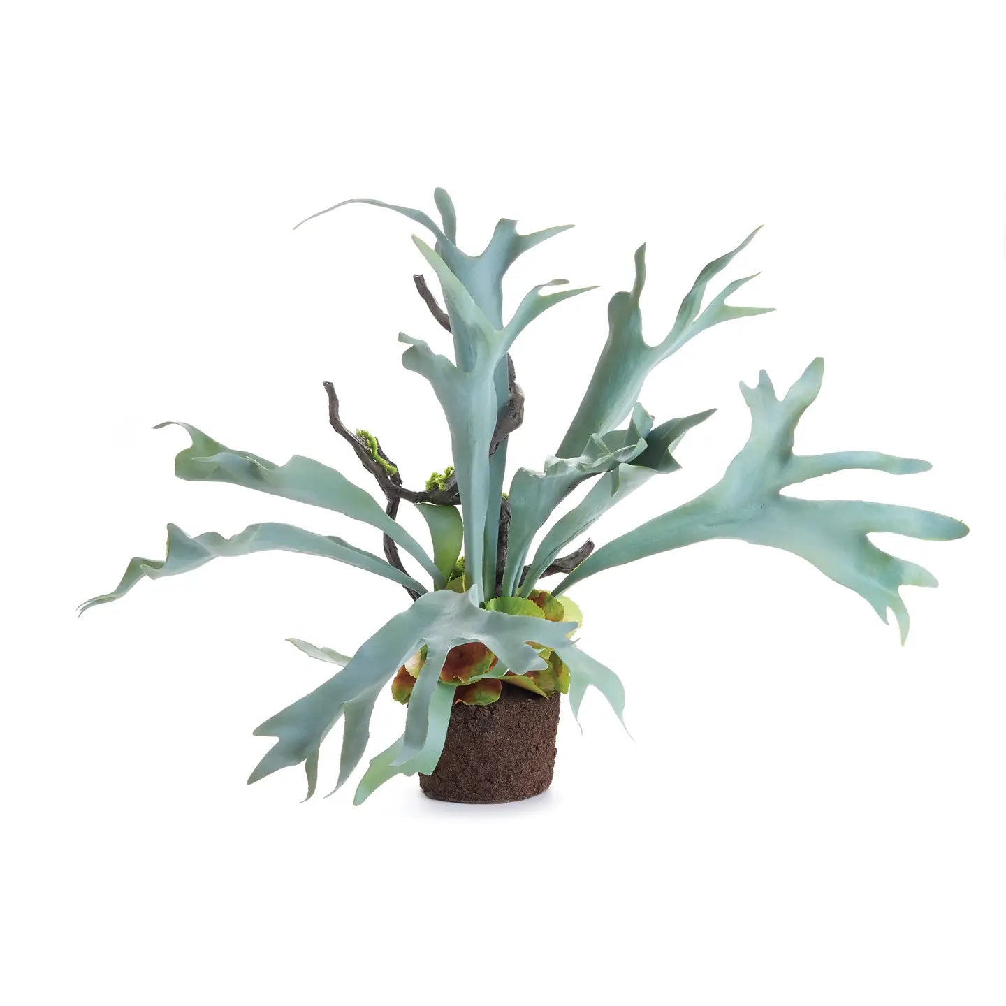 Staghorn Fern Drop-in 22&quot;