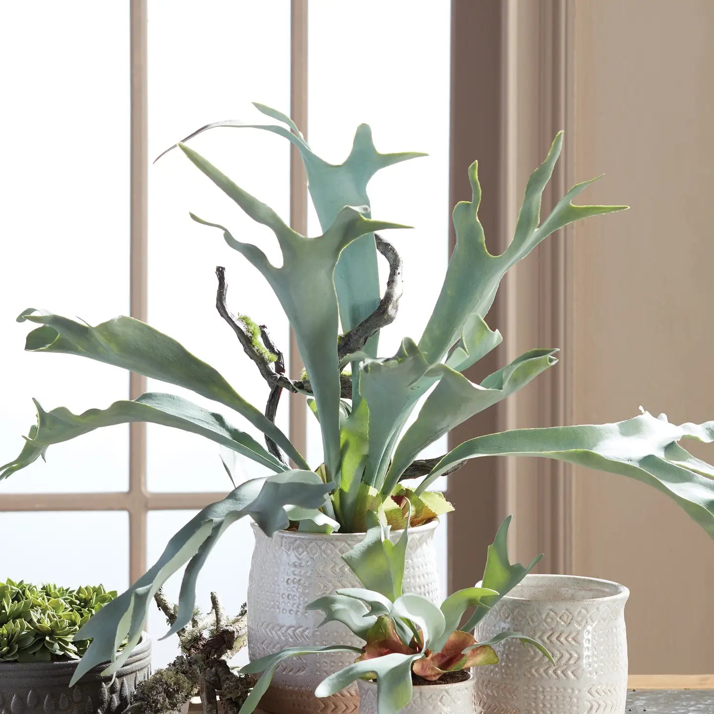 Staghorn Fern Drop-in 22&quot;